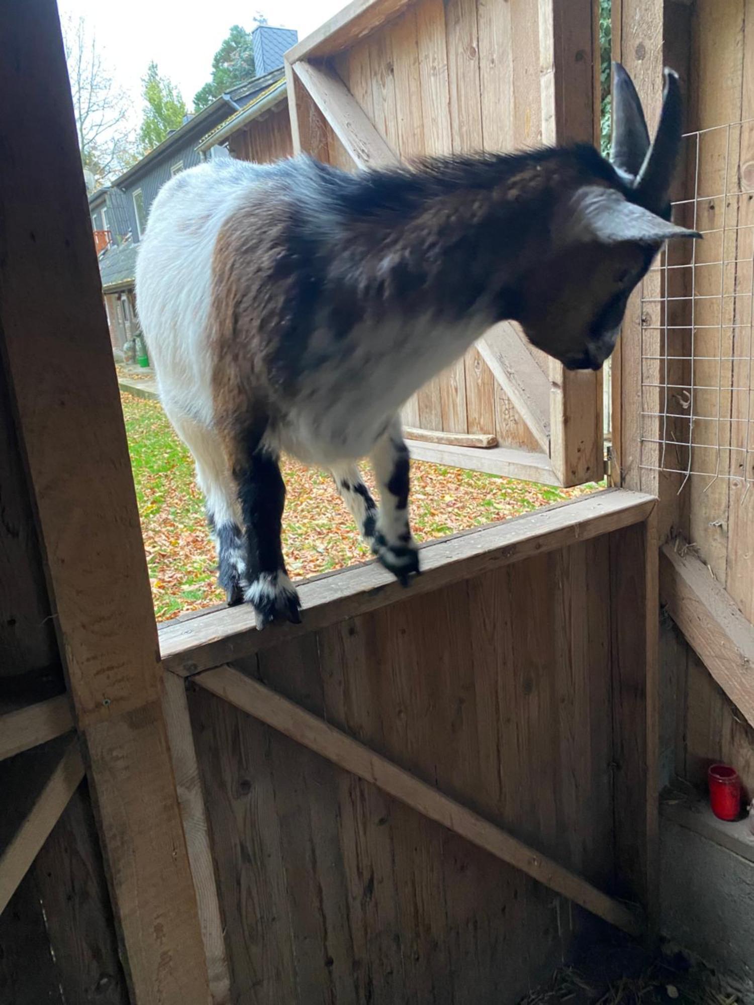 Ferienwohnung Auf Einem Resthof Zentral Gelegen Mit Viel Natur Und Tieren Rendswuhren Luaran gambar