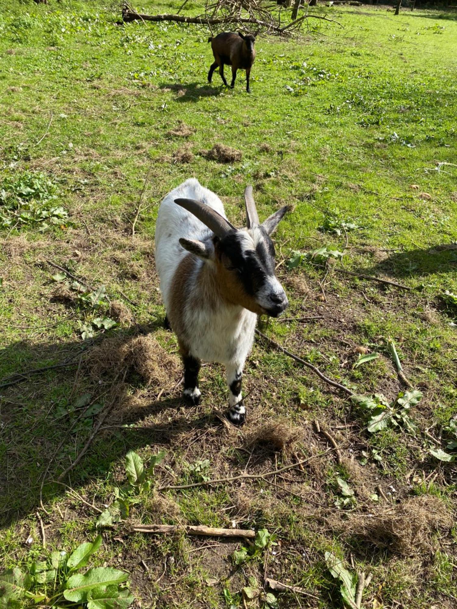 Ferienwohnung Auf Einem Resthof Zentral Gelegen Mit Viel Natur Und Tieren Rendswuhren Luaran gambar